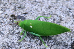 Tettigonioidea