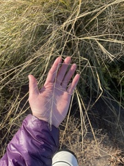 Diplachne fusca
