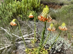 Glumicalyx goseloides