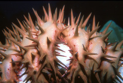 Acanthaster planci