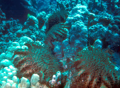 Acanthaster planci