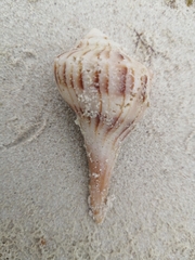 Sinistrofulgur sinistrum