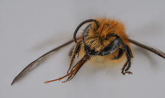 Osmia niveata