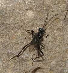 Evania appendigaster