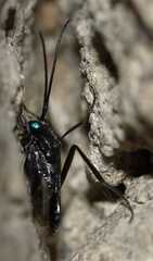 Evania appendigaster