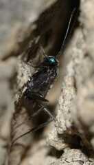 Evania appendigaster