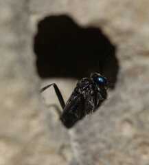 Evania appendigaster