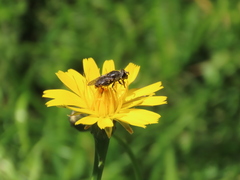 Asemosyrphus mexicanus