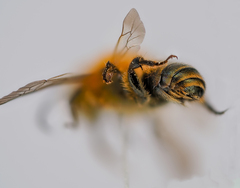 Osmia niveata