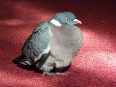 Columba palumbus