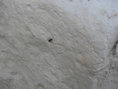 Polyrhachis lacteipennis