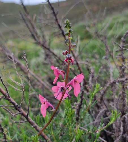 Diascia barberae image