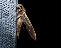 Xylophanes crenulata