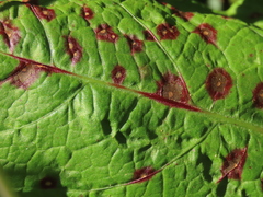 Puccinia phragmitis