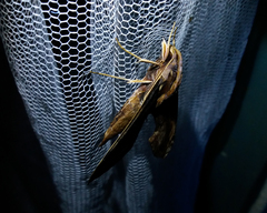 Xylophanes crenulata