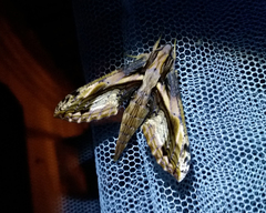 Xylophanes crenulata