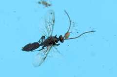 Ponerinae