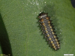 Zerynthia rumina rumina