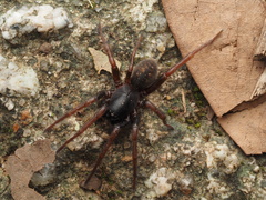 Agelenidae