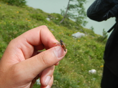 Gomphocerus sibiricus