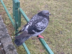 Columba livia domestica
