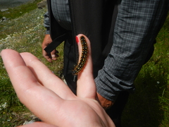 Eriogaster arbusculae