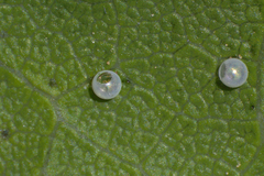 Zerynthia rumina rumina