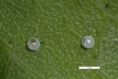 Zerynthia rumina rumina