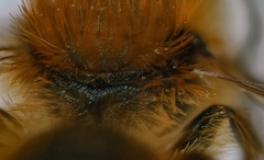 Osmia niveata