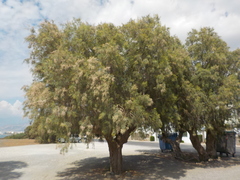 Tamarix nilotica