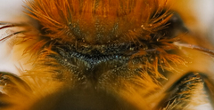 Osmia niveata