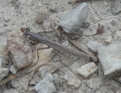 Geomantis larvoides