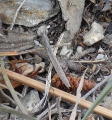 Geomantis larvoides