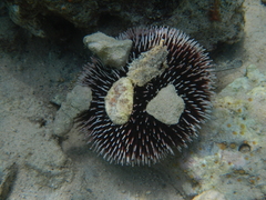 Sphaerechinus granularis