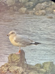 Larus argentatus