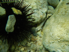 Gobius bucchichi