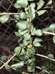 Ligustrum sinense