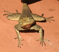 Agama agama