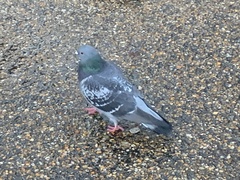 Columba livia domestica