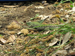 Podarcis siculus campestris