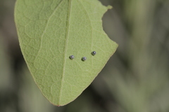 Zerynthia rumina rumina