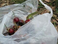 Podarcis siculus campestris
