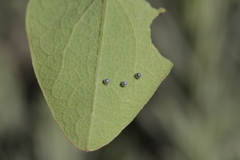 Zerynthia rumina rumina