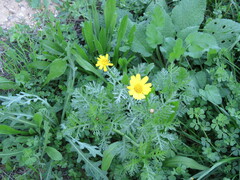 Glebionis coronaria
