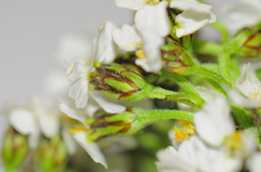 Achillea schmakovii