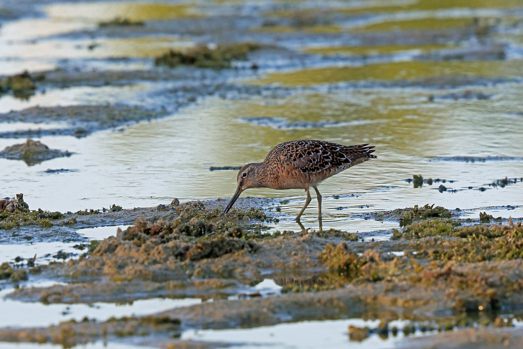 Short-billed Dowitcher (caurinus)