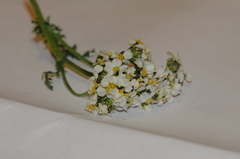 Achillea schmakovii