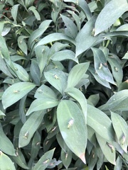 Ruscus