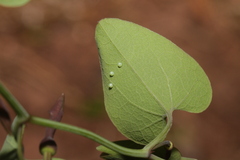 Zerynthia rumina rumina