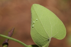 Zerynthia rumina rumina
